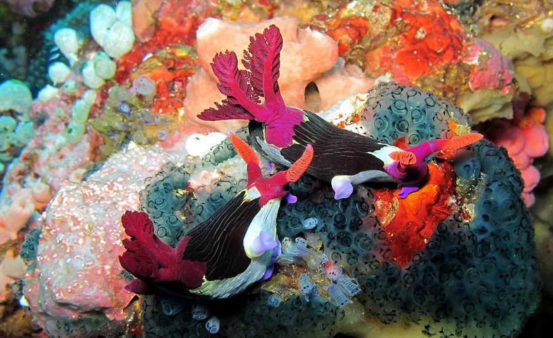 Egypt, Sharm El Sheikh